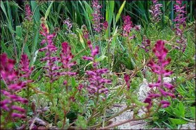 Jour 13. Plante des champs, des terrains vagues, des décombres, des bords de chemins, qui fleurit depuis le mois d'avril jusqu'au milieu de l'été, et a pour autres noms : pied de géline, herbe à la veuve, herbe à la jaunisse !