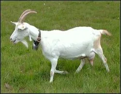 Jour 15. Caprin domestiqué dès le début du Néolithique !