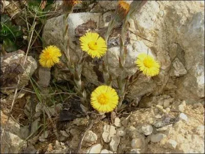 Ventôse, jour 1. Plante vivace à rhizomes encore appelée pas-d'âne qui fleurit avant la feuillaison !