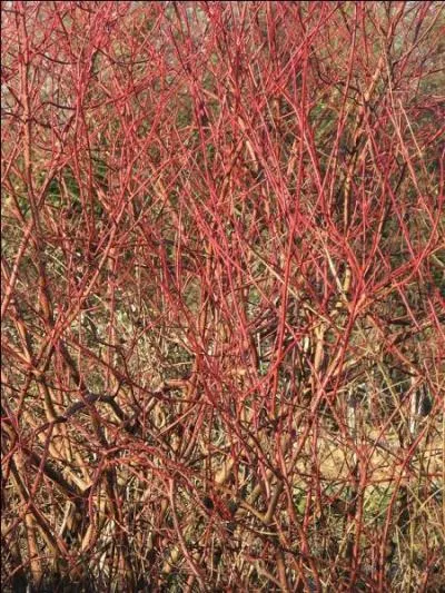 Jour 2. Le ... sanguin est parfois appelé bois puant, bois punais, olivier de Normandie, sanguin ou sanguine !