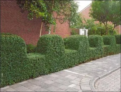 Jour 4. Arbuste utilisé dans les haies, à fleurs blanches très odorantes, qui porte à l'automne des petites grappes de baies noires toxiques pour les humains !