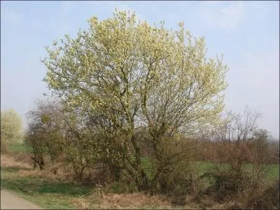Jour 9. Ce saule, le saule des chèvres, est réputé comme plante mellifère.