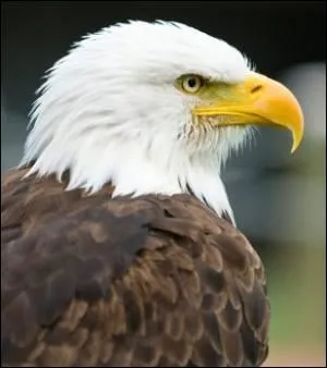 Quel est cet animal ? C'est un prédateur.