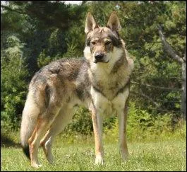 Quel est cet animal très gentil. Ne vous inquiétez pas si vous en trouvez un dans la rue.