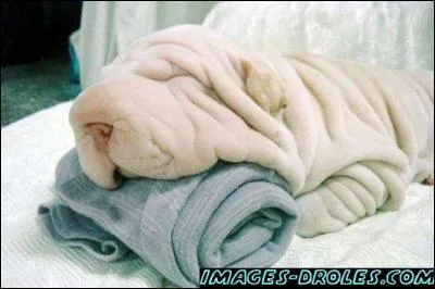 Quel est cet animal ? On dirait une serviette !