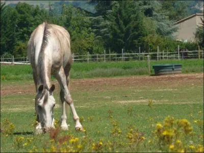 Que faut-il faire si le cheval mené à la main refuse d'avancer ?