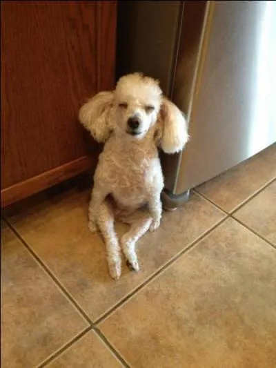 Grise ou royale, dans les profondeurs !