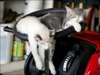 Rassemblement de ronfleurs !