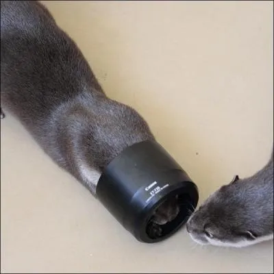 Tu veux ma photo, toi le furet ?