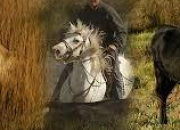 Quiz Races de chevaux : le cheval de Camargue