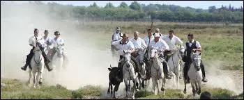 Les chevaux de Camargue sont montés par...