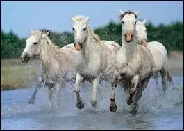 Le cheval de Camargue est-il un cheval de trait léger ?