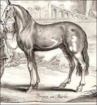 Le Camarguais a des origines...