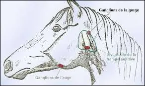 Pourquoi les Camarguais sont-ils très résistants à la gourme ?