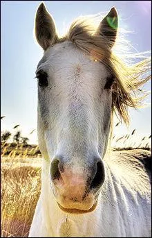Un cheval de Camargue vit pendant...