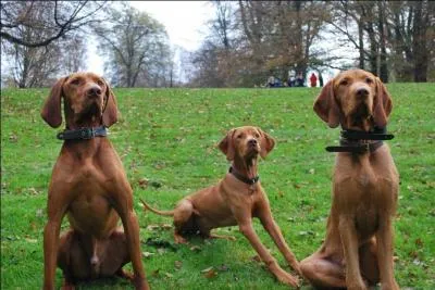 Comment sont ces chiens ?