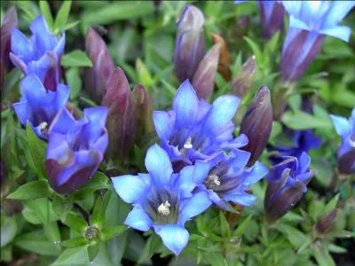 De quelle couleur sont ces fleurs ?