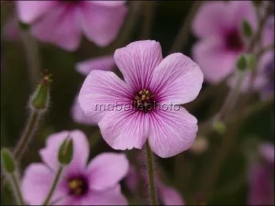 Que distinguez-vous sur cette photo ?