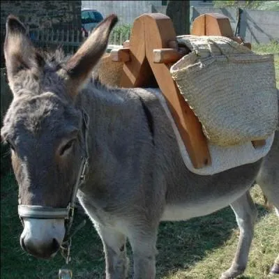 Que signifie l'expression "être un âne bâté" ?