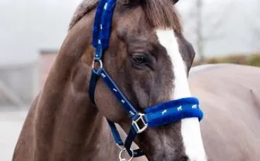 Quiz Galop 3