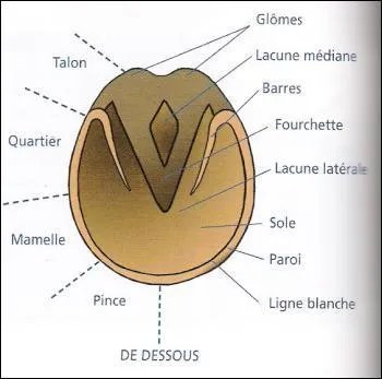 Quelle partie du sabot ne doit-on pas curer ?