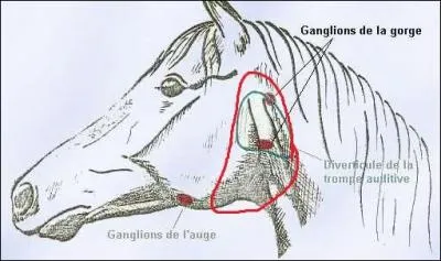 Comment se nomme cette partie entourée en rouge ?
