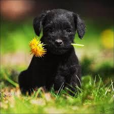 Quiz Animaux