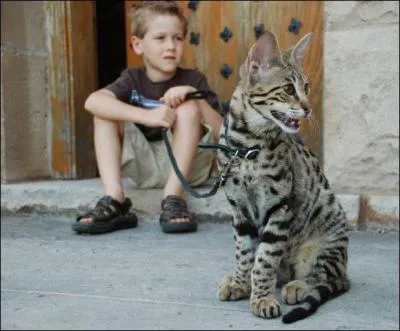 Comment s'appelle ce chat ?