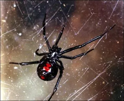 Comment s'appelle cet animal ?