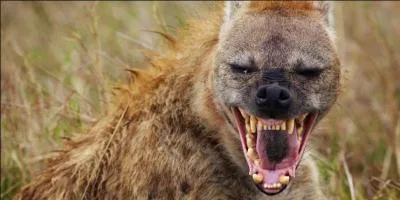 De quelle famille est cet animal ?