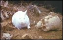 Lui c'est mon préféré, c'est un lapin carnivore que vous retrouvez dans le 'Saint Grall' des Monthy Pitons.