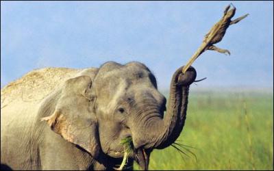 Quelle est la taille maximale de l'éléphant d'Asie ?