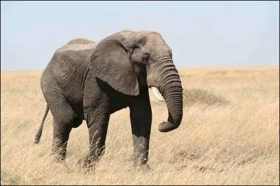 Entre ces trois réponses, quelle est la vraie différence entre l'éléphant d'Afrique et l'éléphant d'Asie ?