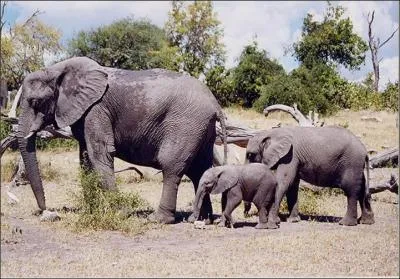 De quelle famille fait partie l'éléphant ?