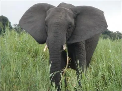L'éléphant est le plus...