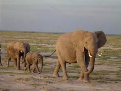 Combien de temps dure la gestation ?