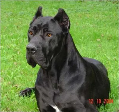 Le cane corso est un chien de garde réputé, mais que signifie son nom ?