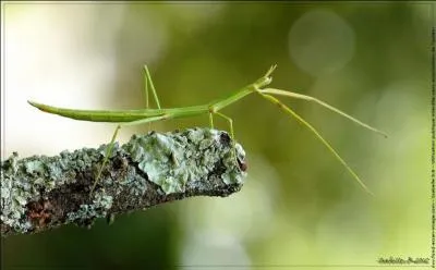 Sur la photo vous voyez un insecte, mais comment s'appelle-t-il ?