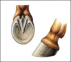 Comment s'appelle la partie plane du sabot ?