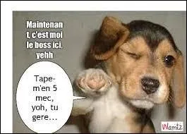 Allez, restez ! ... joueurs, ce quiz sera un peu tristounet, non ?