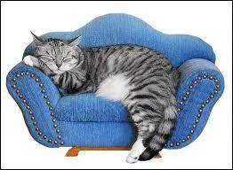 Complétez cette expression : "Il ne faut pas réveiller le chat ..."