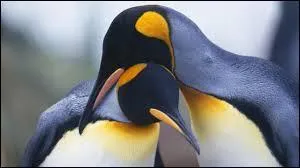 Le pingouin est l'oiseau le plus gros du monde.