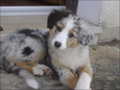 En 2014, le chien était le meilleur ami de l'homme.