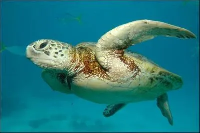 Les tortues de mer peuvent vivre jusque 140 ans.