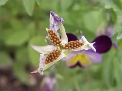 Quelles sont ces graines ?