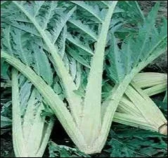 Là, c'est inévitablement à la moelle qu'il faut les préparer.