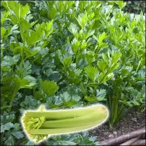 Il a des vertus diurétiques mais on l'aime surtout en gratin, ou assaisonné avec un jus de viande.