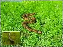 L'armée israélienne a conçu un robot en forme de serpent, capable de se reproduire. Il sera utilisé par les unités de combat.