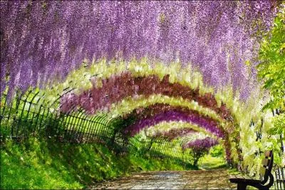 Où se trouve ce paysage ? (On dirait un tunnel de fleurs.)