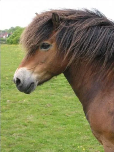 Quelle est cette race ?